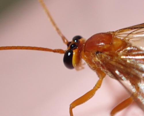 Réf. 324 586 : Ophion sp.